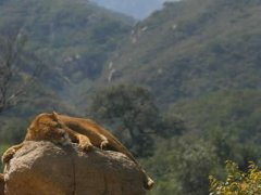 延慶八達(dá)嶺野生動物園乘車線路,八達(dá)嶺野生動物圖片